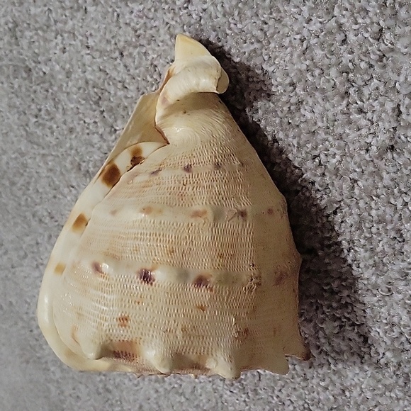 Queen Conch shell - Picture 3 of 8